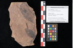 Foto (Objekt + Etikett) von Quercus palaeoilex Ettingshausen (NHMW-GEO-2024-0188-0782)